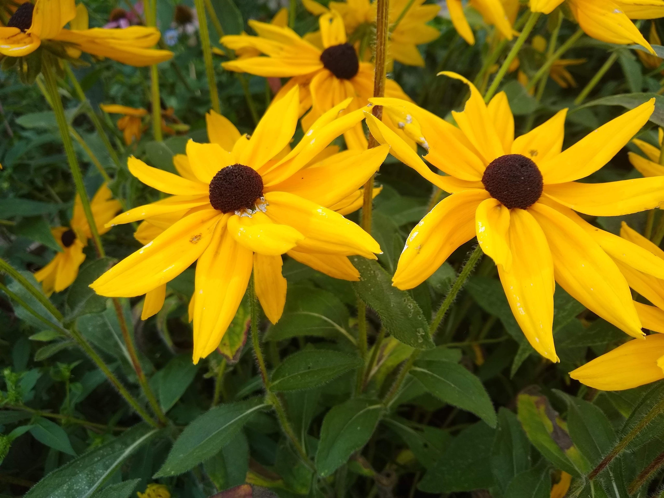 Rudbeckia indian clearance summer